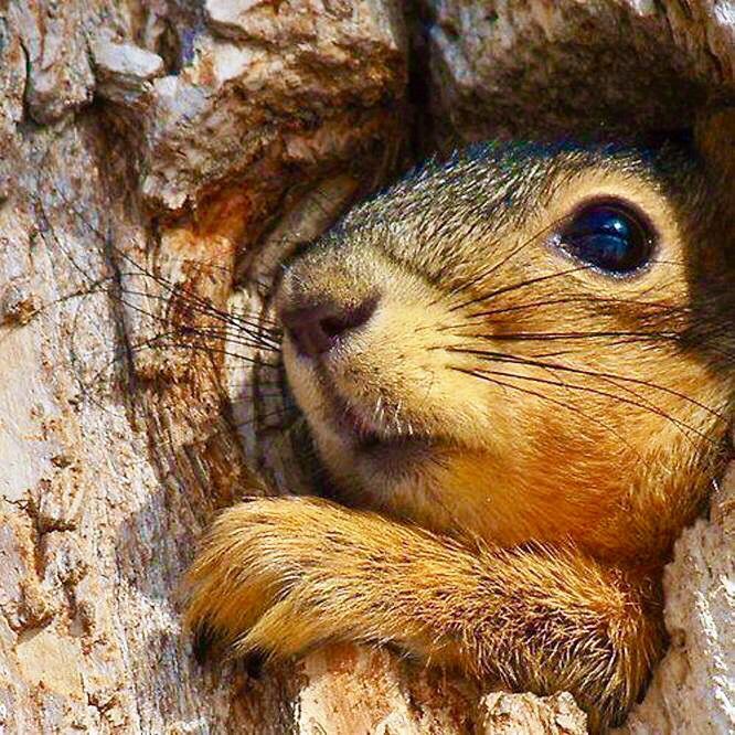 sweet squirrel... | Animals beautiful, Animals, Funny animal pictures