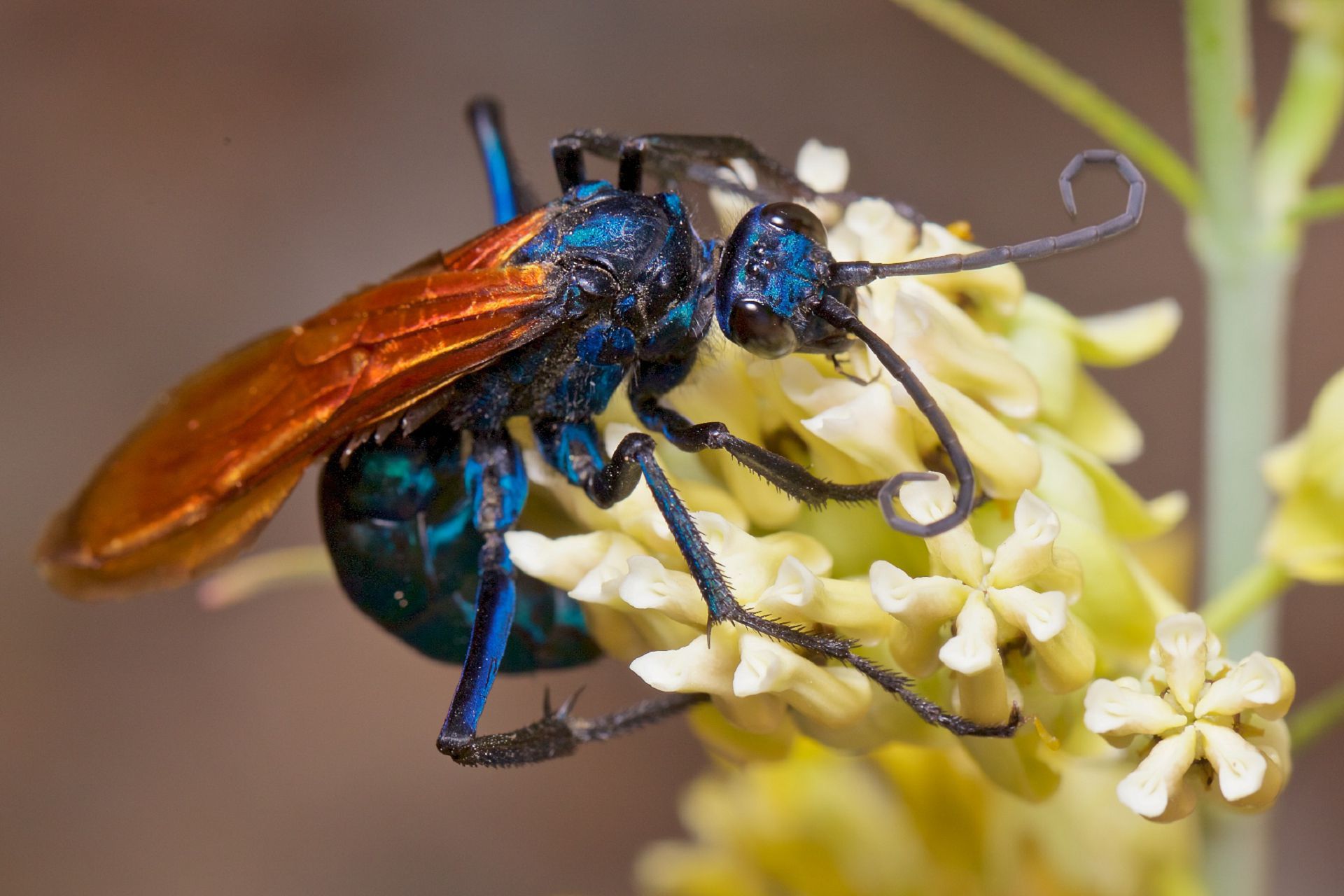 Tarantula-Hawk-HD.jpg