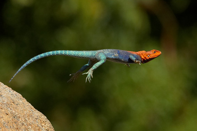 Leaping lizards give technology a nudge | News | Al Jazeera