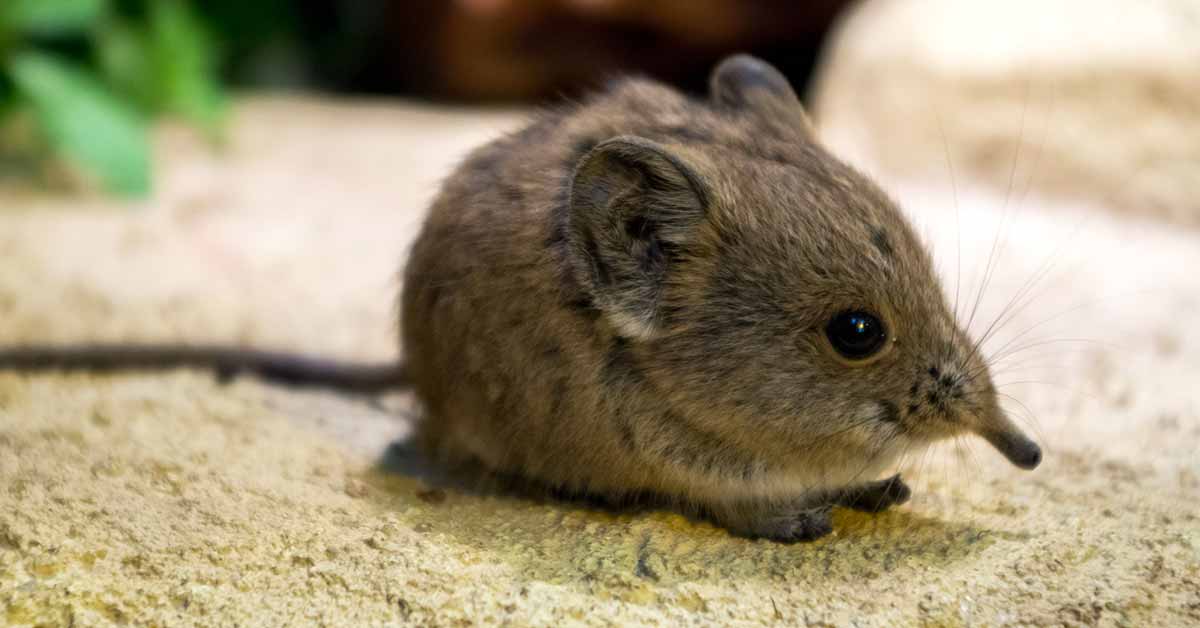 elephant-shrew.jpg