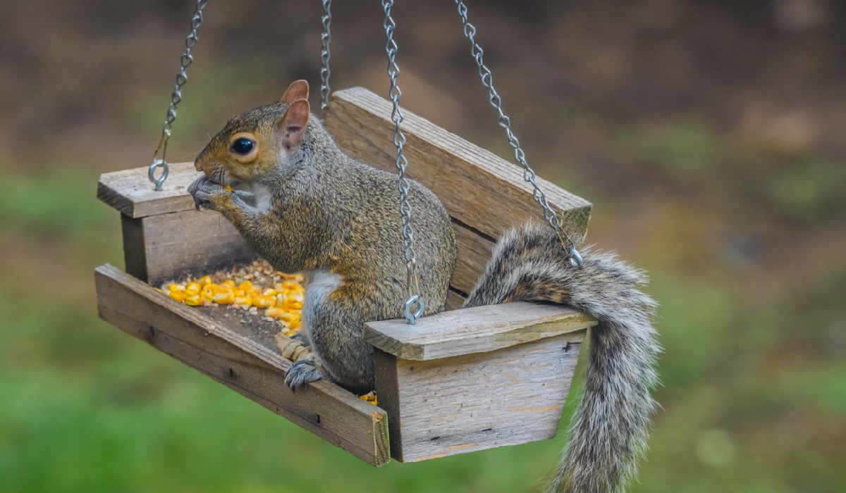 How Do Squirrels Affect the Health of Your Garden? - Review Pages by Garden  Gate Magazine
