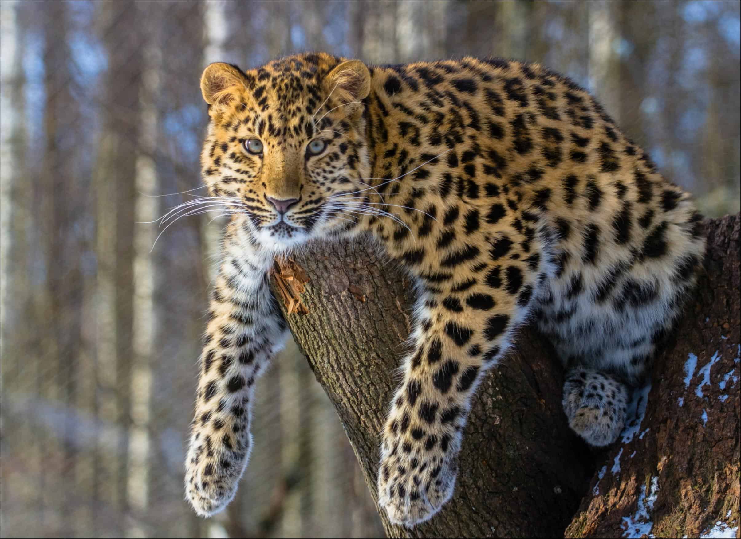 amur_leopard_1.jpg