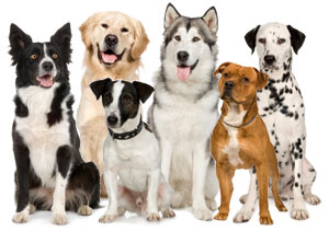 dogs.jpg
