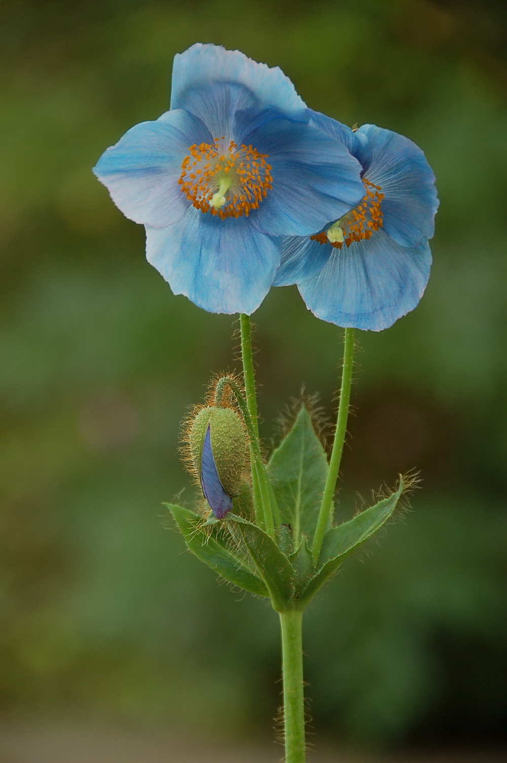 Blue_Poppy_Meconopsis_sp_Pair_1000px.jpg