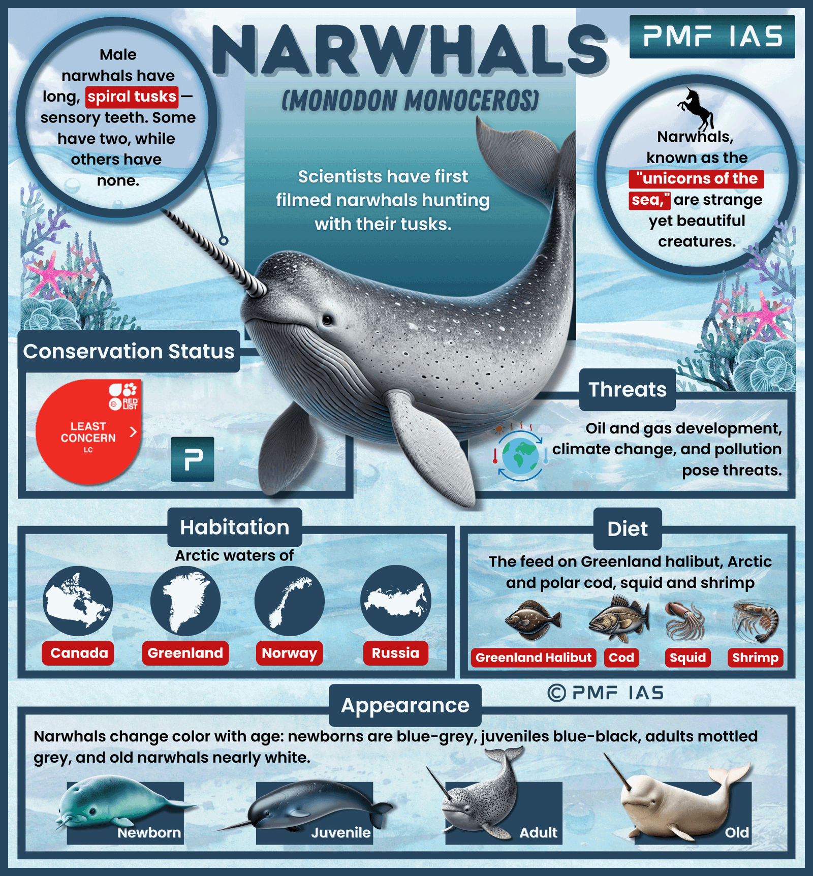 Narwhals.png