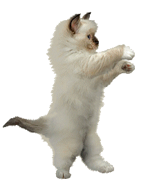 2cat-dance.gif