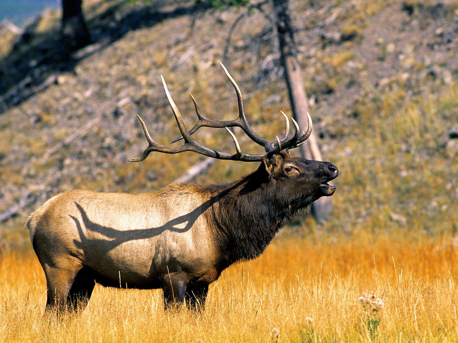 Elk-Animal-Wallpaper.jpg