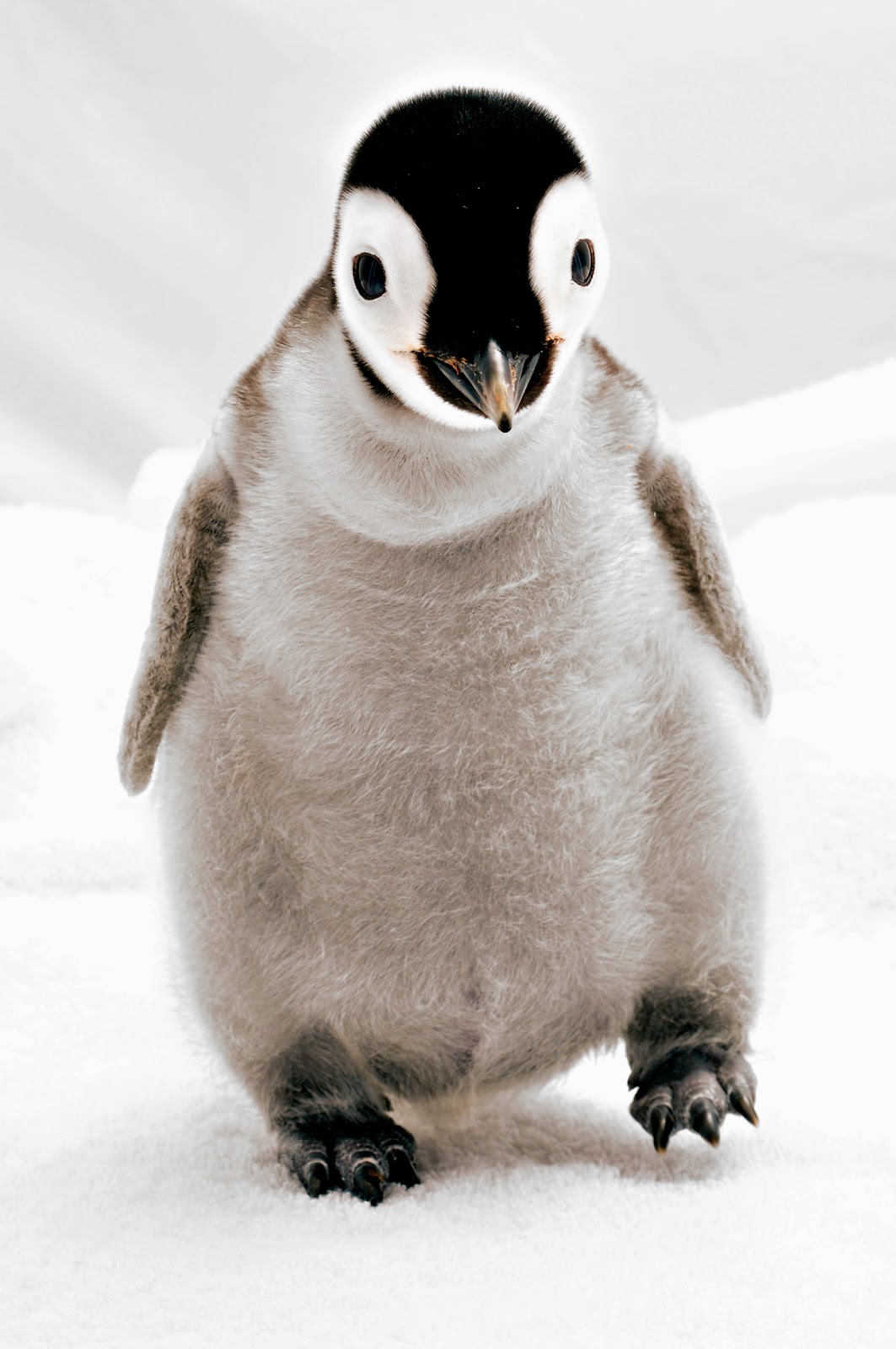 baby_penguin.jpeg