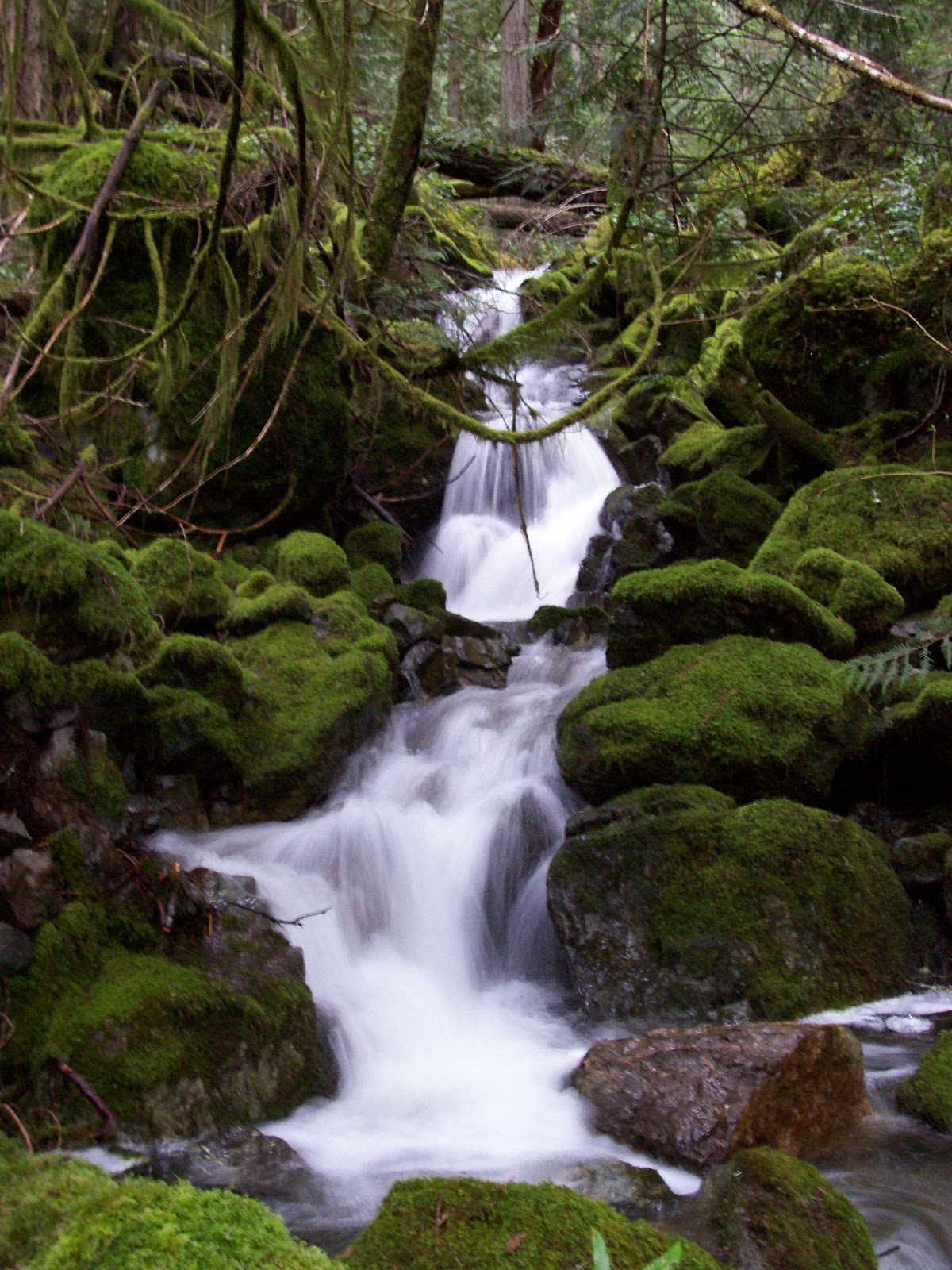 forest+stream+over+moss.jpg