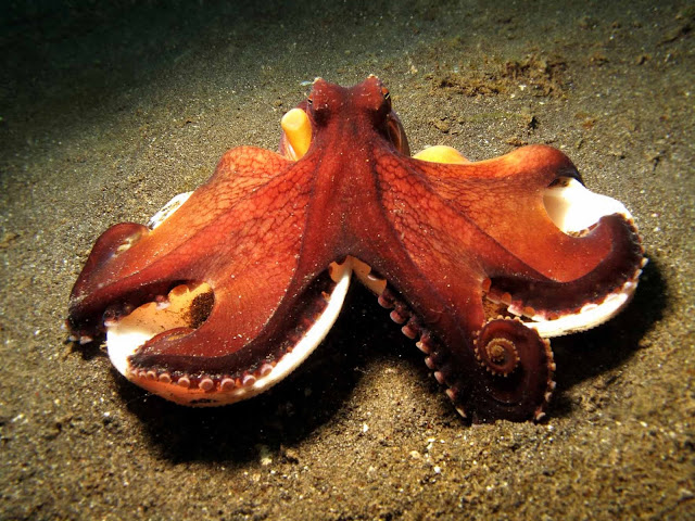 Octopus2.jpg