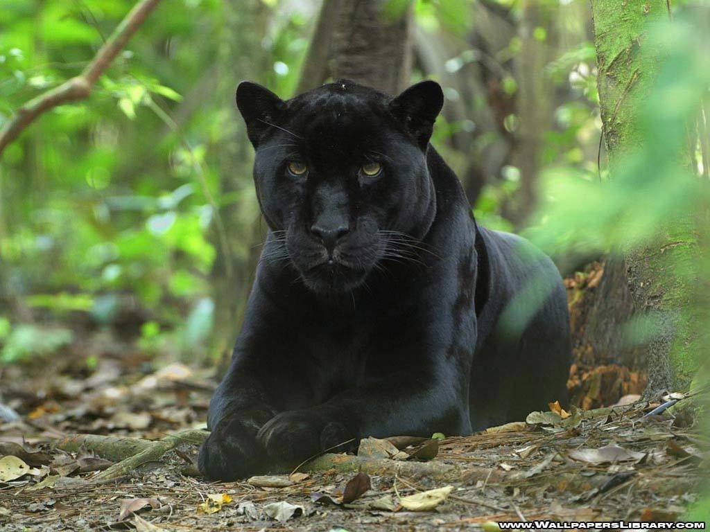 Black+panther.jpg