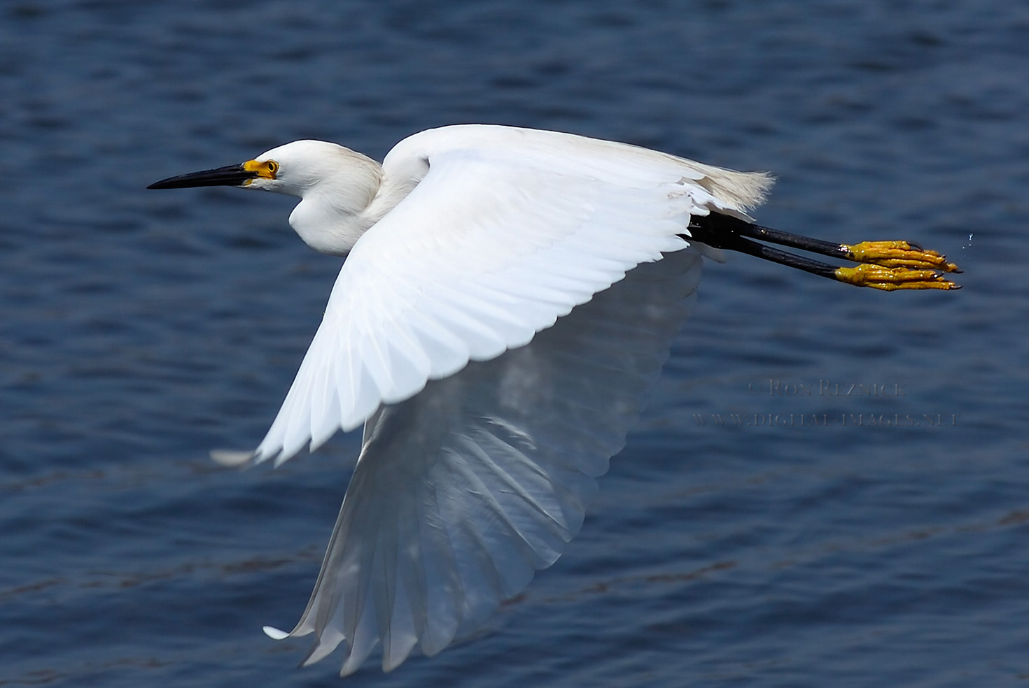 Snowy+Egret+Latest+picture+2013+08.jpg