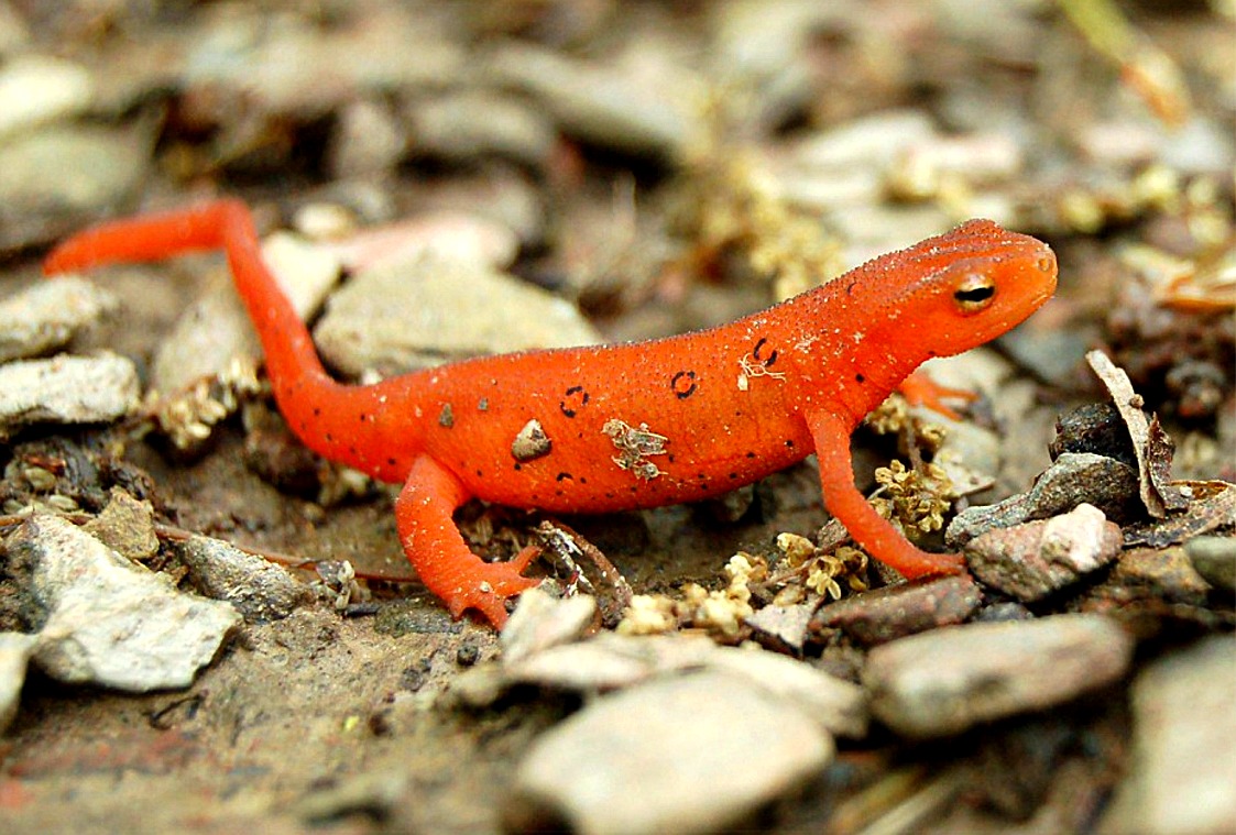 red-spotted_newt.jpg