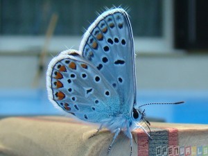 Xerces-Blue-Butterfly-3.jpg