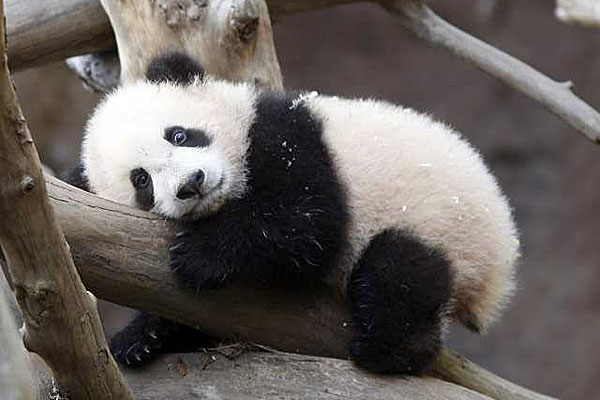 cute+baby+panda+025.jpg