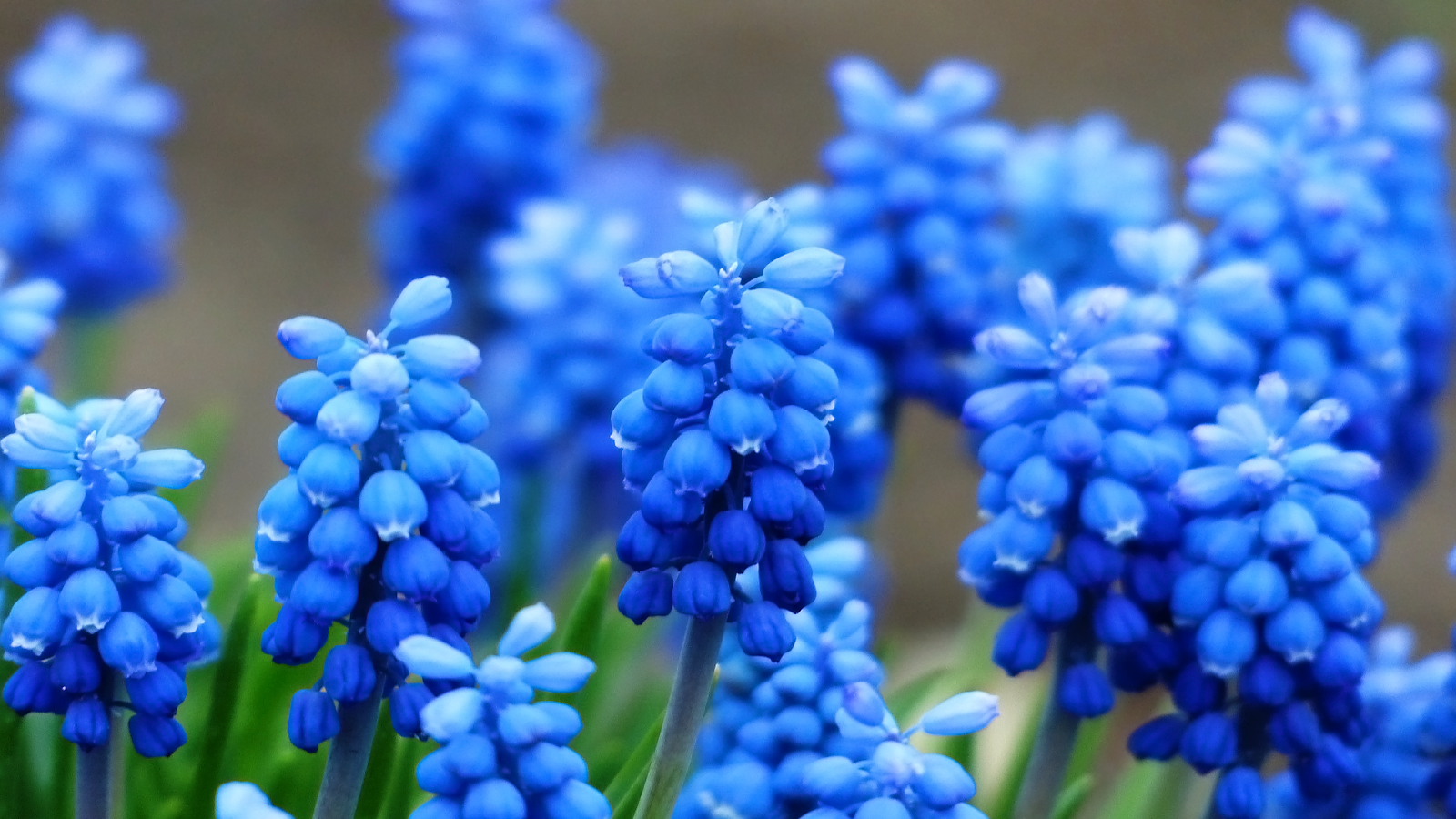 blue-hyacinth-inkbluesky.png