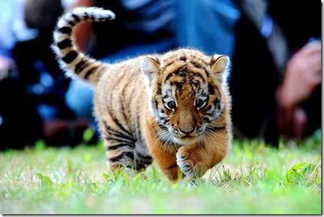 cute_tiger_pictures+2.jpg