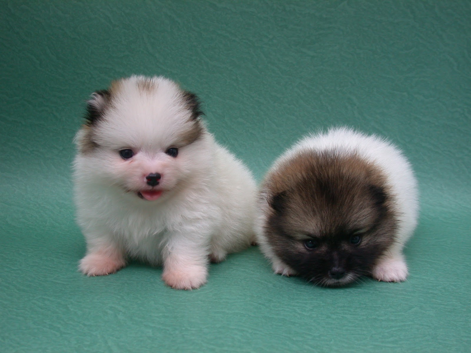 Pomeranian-Puppy16.jpg