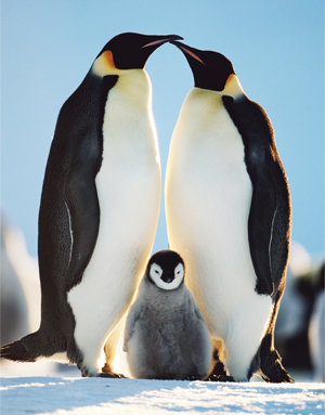 Emperor+Penguin1.jpg