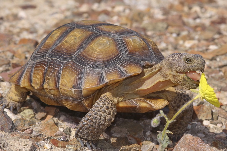 mojave-desert-tortoise.jpg