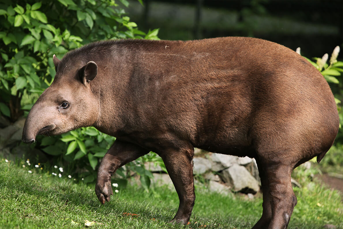 tapir_lowland_1.jpg