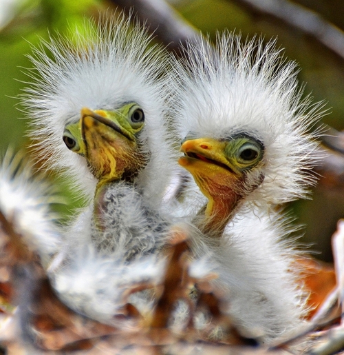 two-baby-birds.jpg