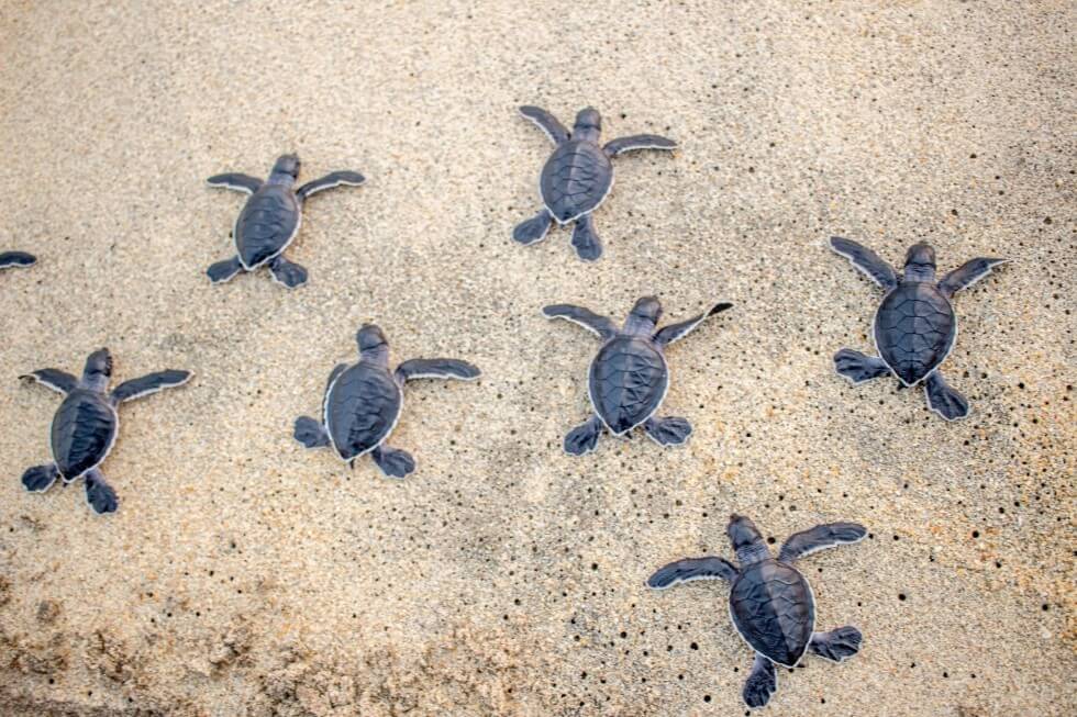 Baby-Sea-Turtles-Being-Released-in-Mexico-980x653.jpg