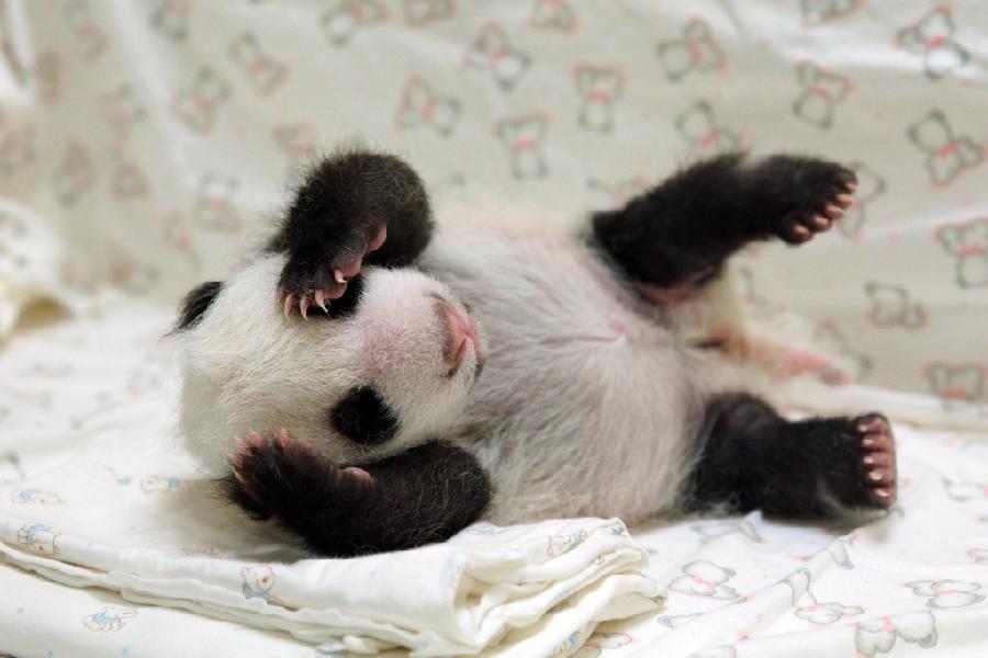 baby-panda-8-8-2013.jpg