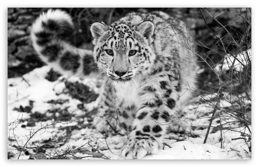 snow_leopard_4-t2.jpg
