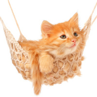47837320-cute-red-haired-kitten-lay-in-hammock.jpg