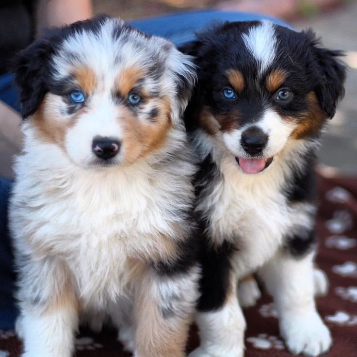 adorable-puppies-cute-puppies-41538721-736-736.jpg