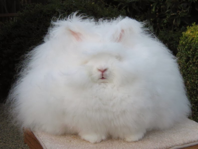 angora-rabbit-7%25255B3%25255D.jpg