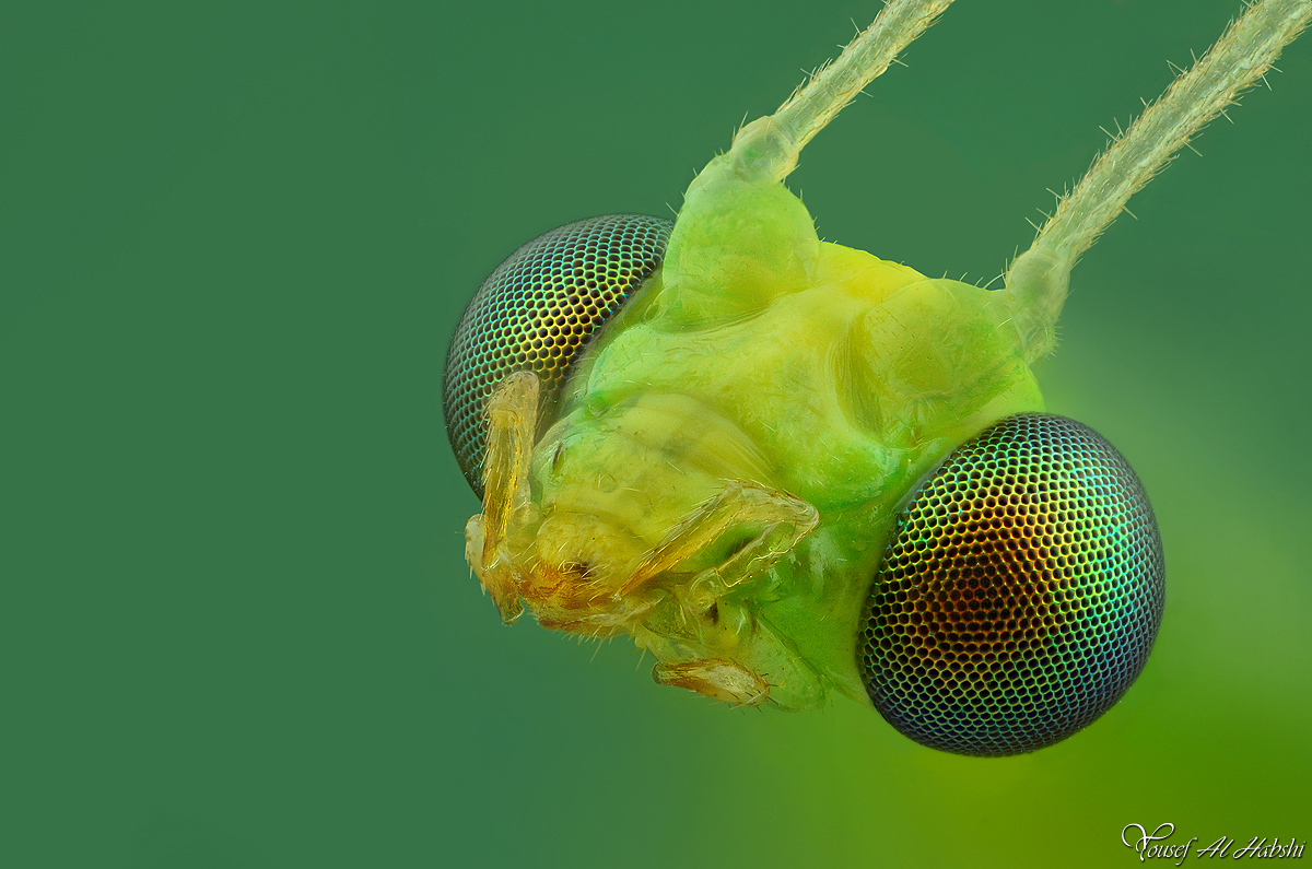 green_lacewing_by_alhabshi-d5dl506.jpg