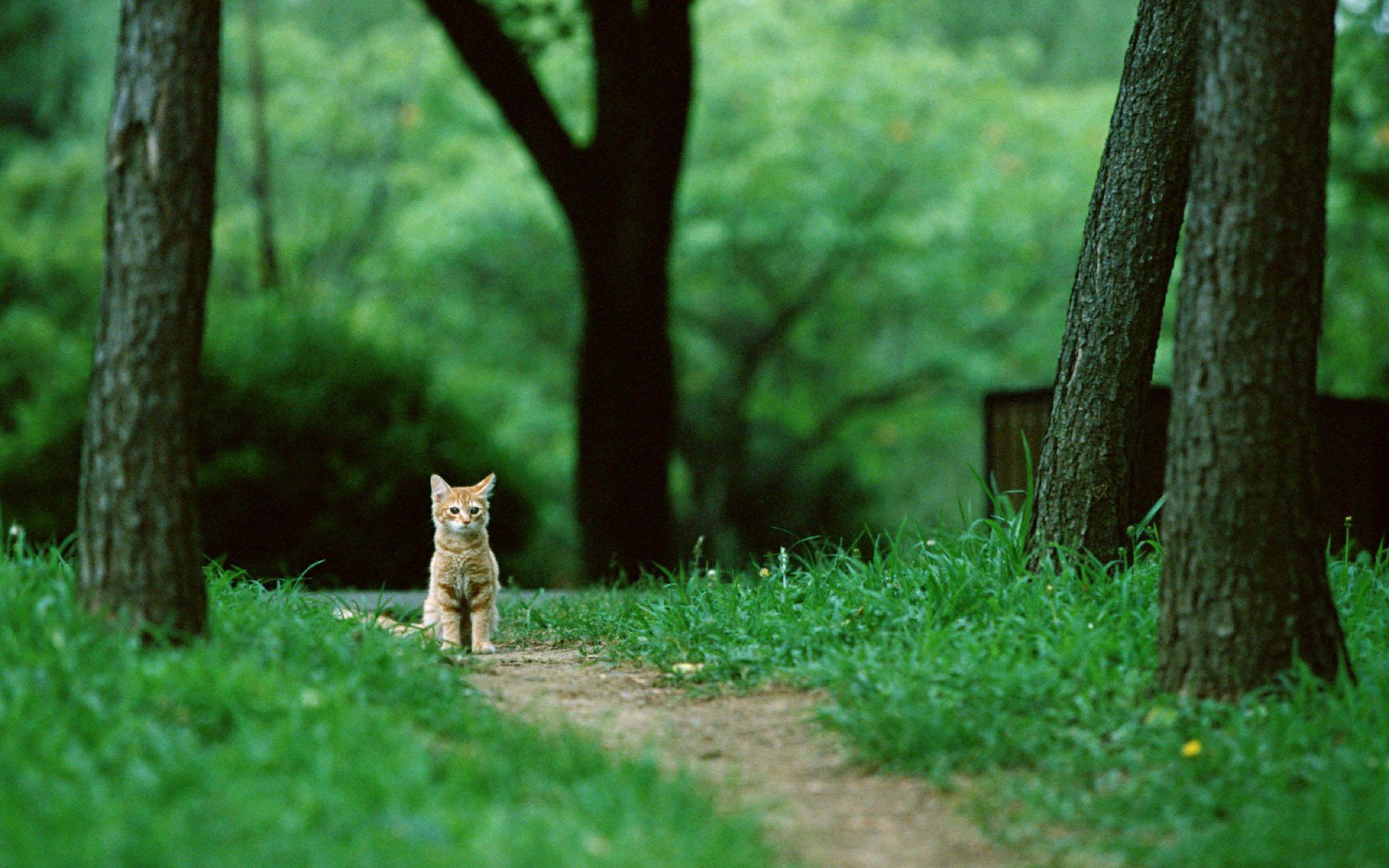 ginger-cat,-greenery-221018.jpg