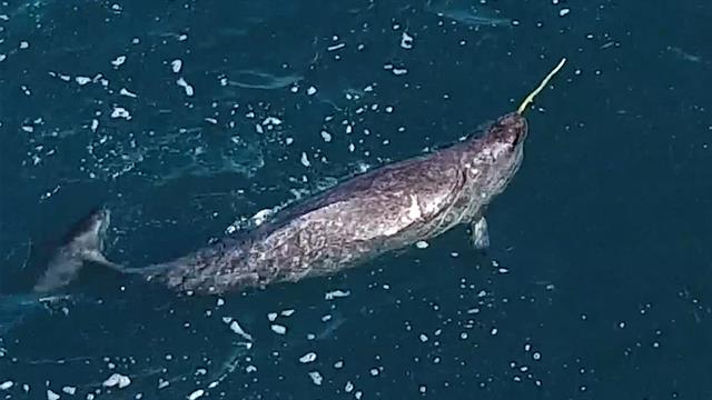 nw-dly-ds1702001-163-narwhal-tusks-mystery-revealed-vin_640x360_942775363505.jpg