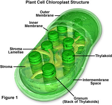 green---chlorophyll-chloroplasts-structure.jpg