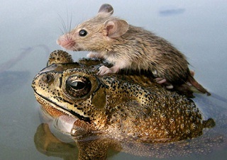 Mouse-on-a-Frog_9476.jpg