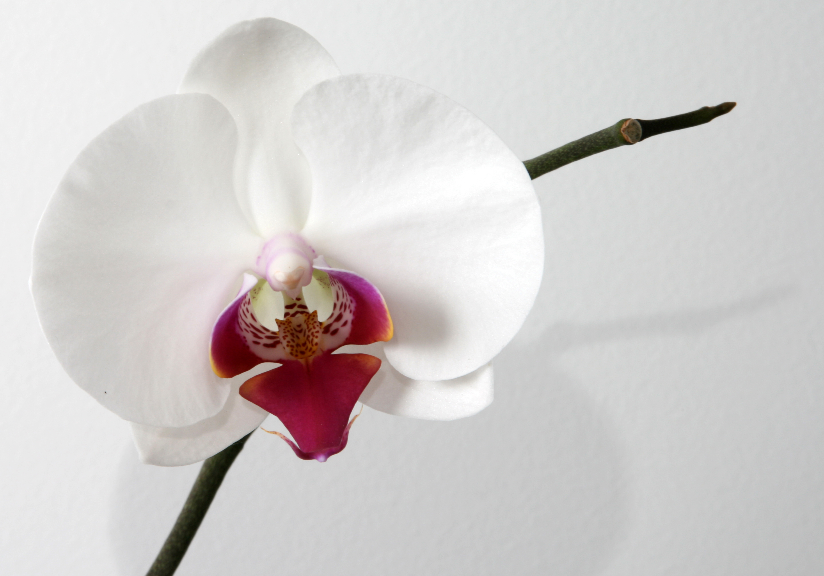 Phalaenopsis_Orchid.jpg