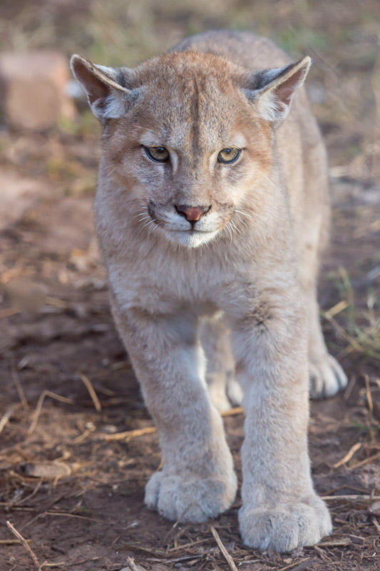 Male-Puma-cub.jpg
