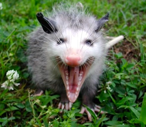 Opossum-hiss.jpg