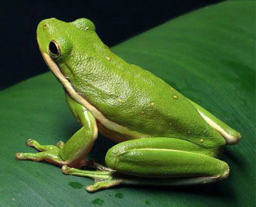 Green-Tree-Frog-Photos.jpg