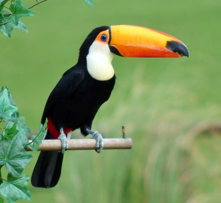 Toco-Toucan-Pictures.jpg