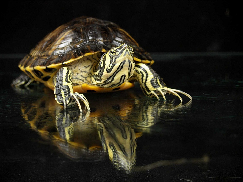 Yellow-Belly-Slider-Turtle.jpg