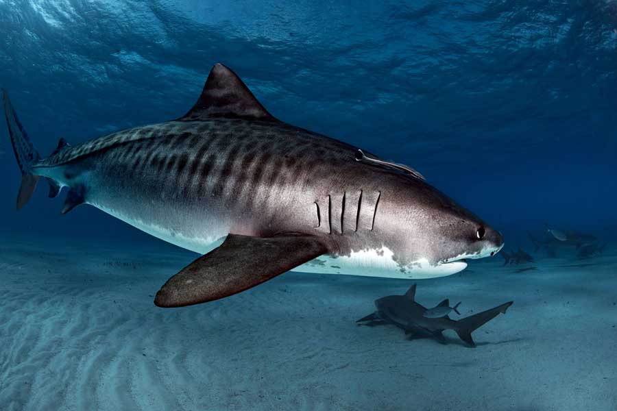 daniel-botelho-tiger-shark-4.jpg