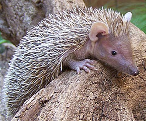 lesser-hedgehog-tenrec.jpg