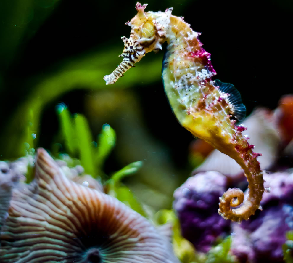 Rainbow-colored-seahorse.jpg