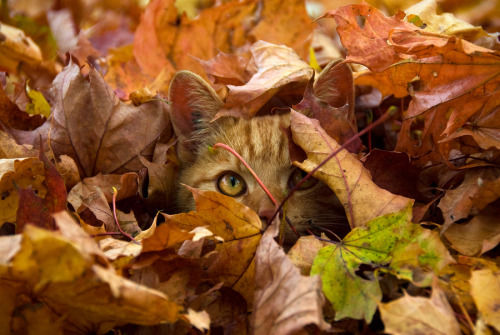 203058-Kitten-In-The-Leaves.jpg