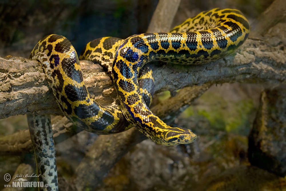 yellow-anaconda-104974.jpg