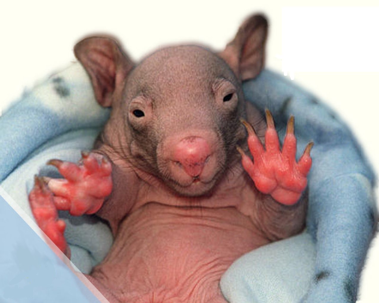 animal-baby-wombat-backgrounds-powerpoint.jpg