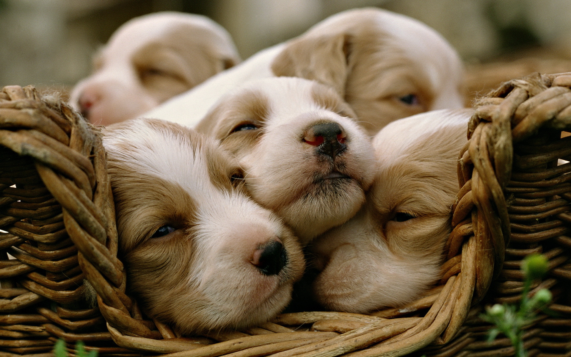Animals_Dogs_Puppies_in_a_basket_030901_.jpg